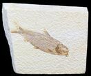 Bargain Knightia Fossil Fish - Wyoming #41065-1